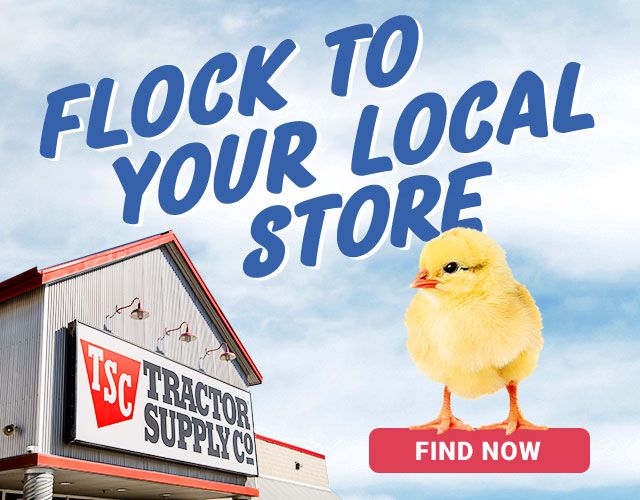 When Are Chick Days At Tractor Supply 2024 Sandi Cordelie