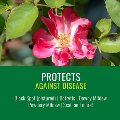 Image showing  Neem Oil Ready to Use, 820040A