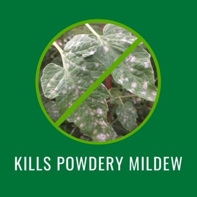 Image showing  Houseplant Insect Killer Ready to Use, 820048B