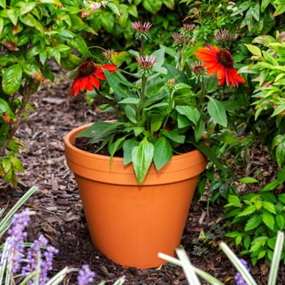 Image showing  1.04 lb. Terra Cotta Planter, 10 in.