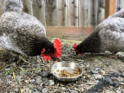 Image showing  Black Soldier Fly Larvae Poultry Treats
