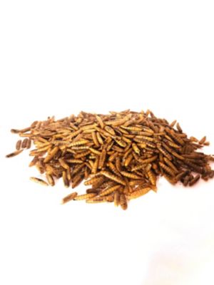 Image showing  Black Soldier Fly Larvae Poultry Treats