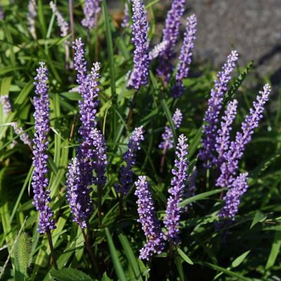 Liriope 'super Blue', 1 gal., 4013Q