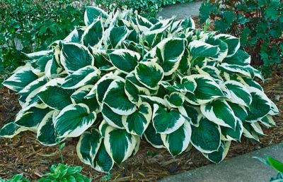 1 gal. Lavender Minuteman Hosta Plant