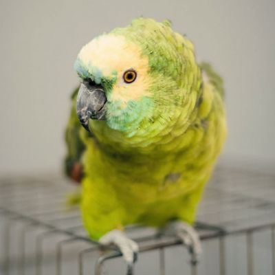 image of a Pet Bird