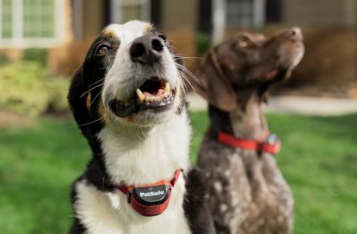  Canine Company Pet Fence Batteries for Invisible Fence Brand  Receiver Collars Units – Compatible with Microlite or Microlite Plus  Receiver Collars - Single Pack : PetSafe : Pet Supplies