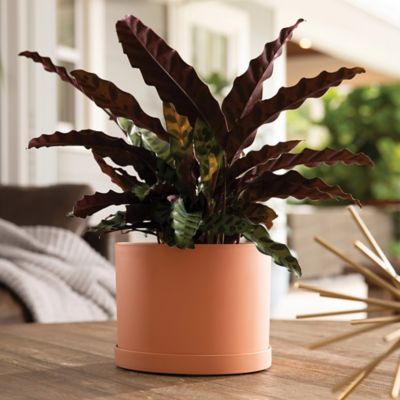 Image showing  Mathers Planter with Saucer Tray 8 in., MAT0847