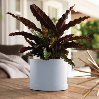 Image showing  Mathers Planter with Saucer Tray 6 in., MAT0637