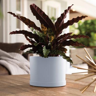 Image showing  Mathers Planter with Saucer Tray 8 in., MAT0837