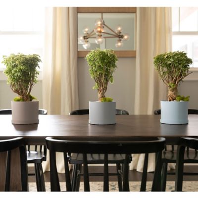 Image showing 6 th Bloem Mathers Planter with Saucer Tray 8 in., MAT0837