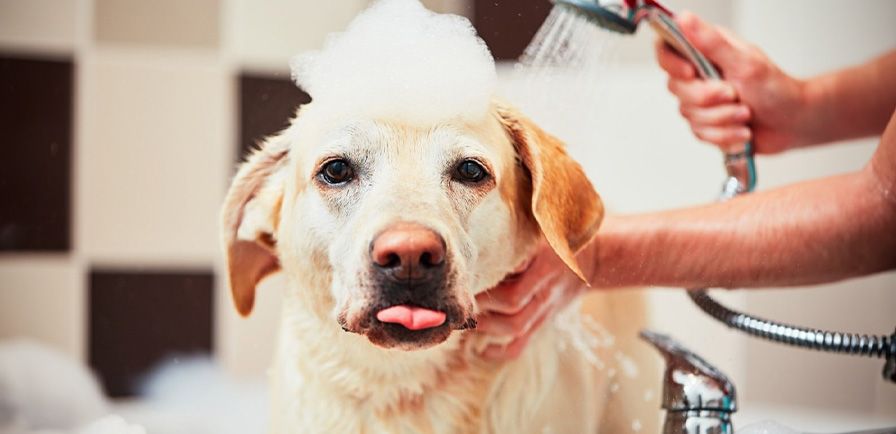 Dog clippers clearance at tractor supply