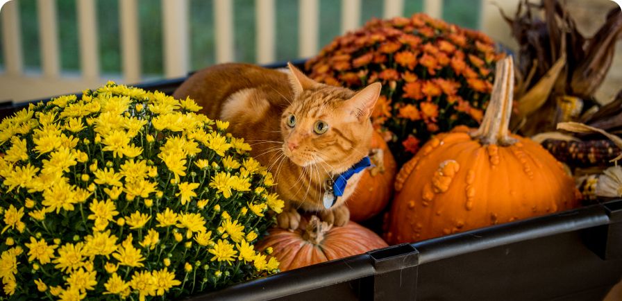 Mums at $6.99 & Pumpkins at $8.99