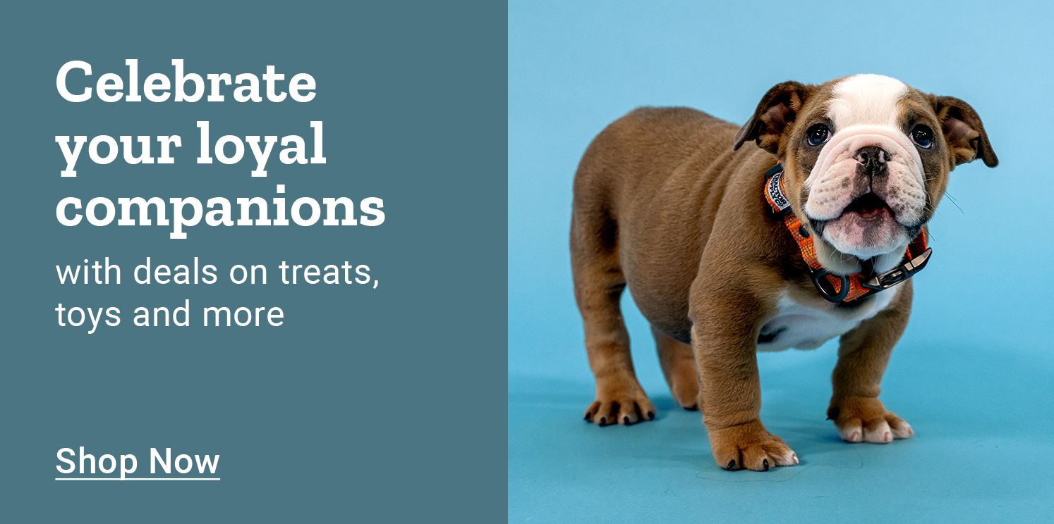 Celebrate your loyal companions with deals on treats, toys and more. Shop Now