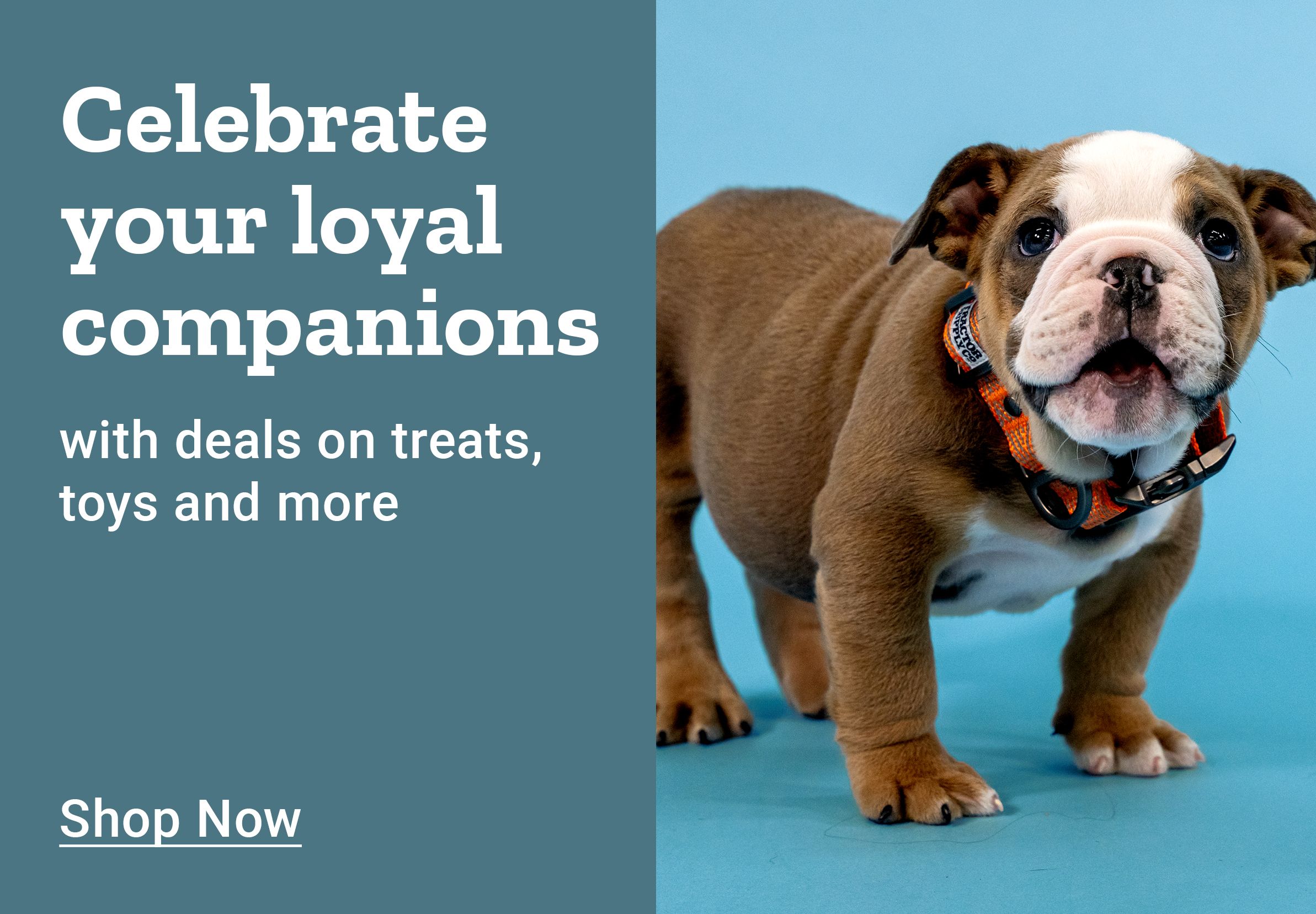 Celebrate your loyal companions with deals on treats, toys and more. Shop Now