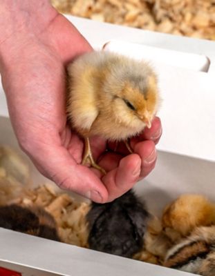 A hand gently holding a baby chick over pine shavings.