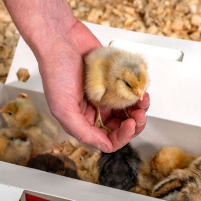 A hand gently holding a baby chick over pine shavings.