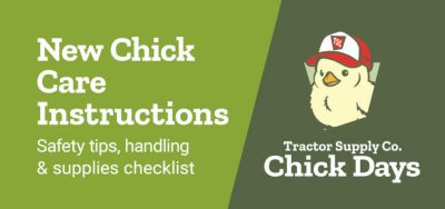 New Chick Care Instructions: safety tips, handling, and supplies checklist.