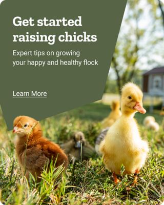 Get started raising chicks. Expert tips on growing your happy and healthy flock. Learn more