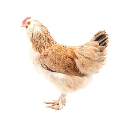 image of a Chickens
