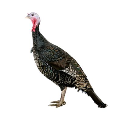 image of a Turkeys
