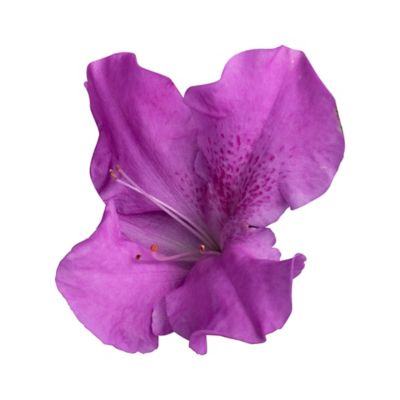 Image showing  1 gal. Autumn Lilac Azalea Shrub