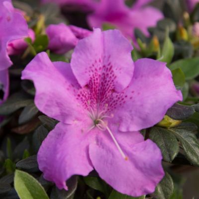 Image showing  1 gal. Autumn Lilac Azalea Shrub
