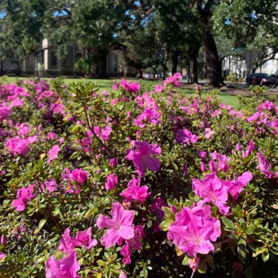 Image showing  1 gal. Autumn Lilac Azalea Shrub
