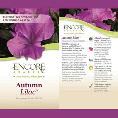 Image showing  1 gal. Autumn Lilac Azalea Shrub