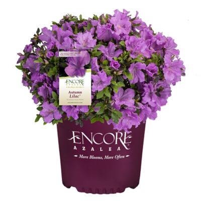 Encore Azalea 2 gal. Potted Autumn Lilac Azalea Shrub