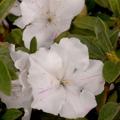 Image showing  1 gal. Potted Autumn Lily Azalea Shrub
