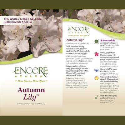 Image showing  1 gal. Potted Autumn Lily Azalea Shrub