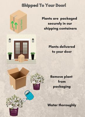 Image showing 5 th Encore Azalea 1 gal. Potted Autumn Lily Azalea Shrub