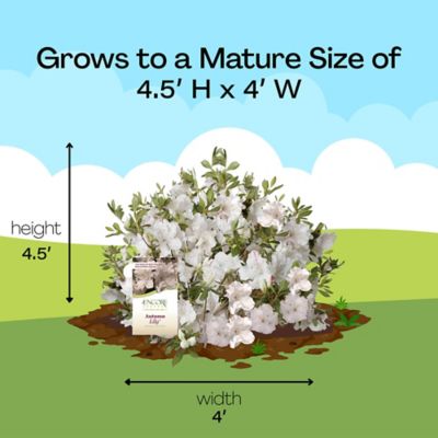 Image showing 7 th Encore Azalea 1 gal. Potted Autumn Lily Azalea Shrub