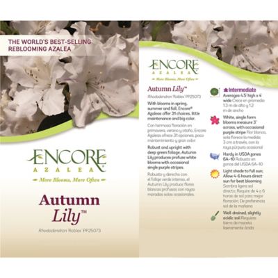 Image showing  2 gal. Potted Autumn Lily Azalea Shrub