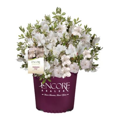 Encore Azalea 5 gal. Potted Autumn Lily Azalea Shrub