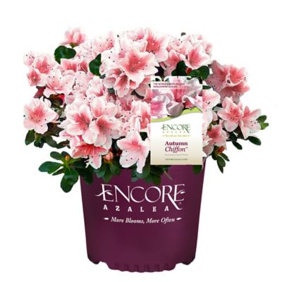 Encore Azalea 2 gal. Autumn Chiffon Azalea Shrub