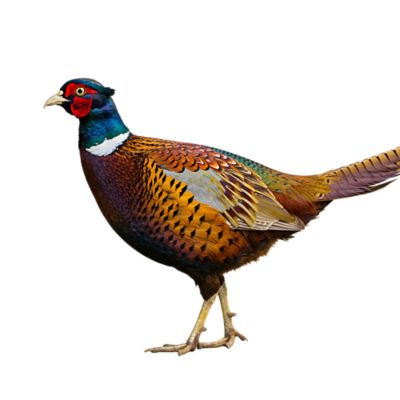 image of a Pheasants