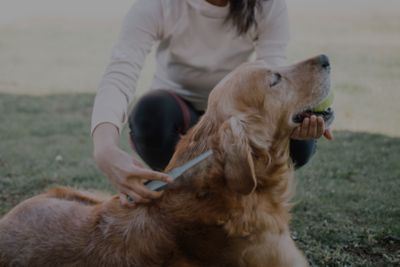 Banner with text flea and tick solutions for pets. Shop now. 