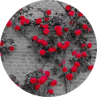 image of a Vines & Climbing Plants