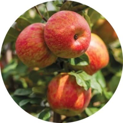 image of a Edible Plants