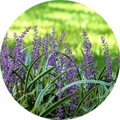 image of a Ground Cover Plants