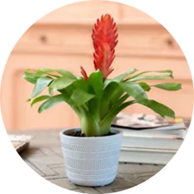 image of a Succulents & House Plants