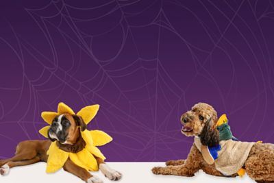 Image title reads, spooky and sweet pet costumes, treats and more. Explore our Halloween collection. Shop now. 