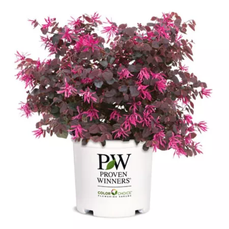 Proven Winners 2 gal Loropetalum shrub with pink jazz hands in pot Bushes