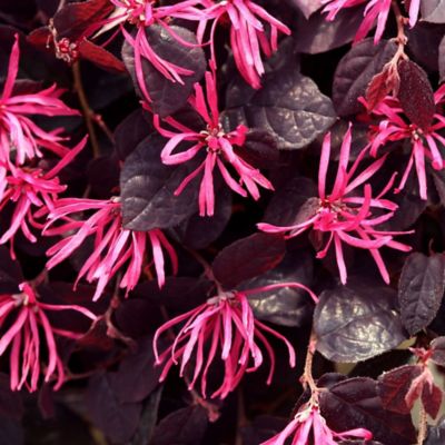 Image showing  2 gal. Potted Pink Jazz Hands Loropetalum Shrub