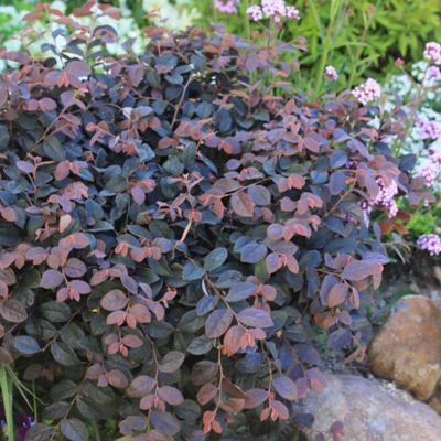 Image showing  2 gal. Potted Pink Jazz Hands Loropetalum Shrub