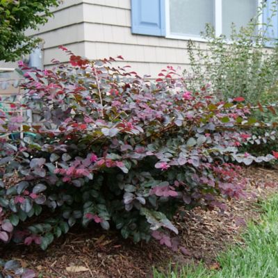 Image showing  2 gal. Potted Pink Jazz Hands Loropetalum Shrub