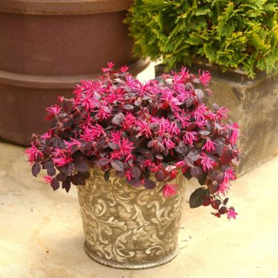 Image showing 5 th Proven Winners 2 gal. Potted Pink Jazz Hands Loropetalum Shrub