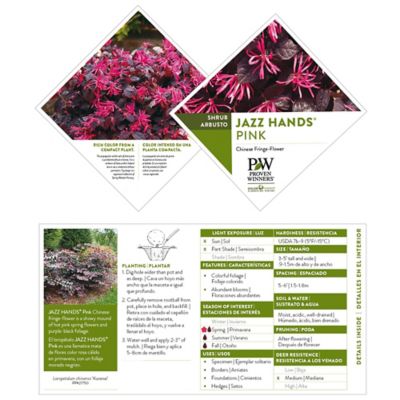 Image showing 6 th Proven Winners 2 gal. Potted Pink Jazz Hands Loropetalum Shrub