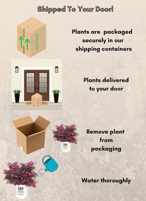 Image showing 8 th Proven Winners 2 gal. Potted Pink Jazz Hands Loropetalum Shrub